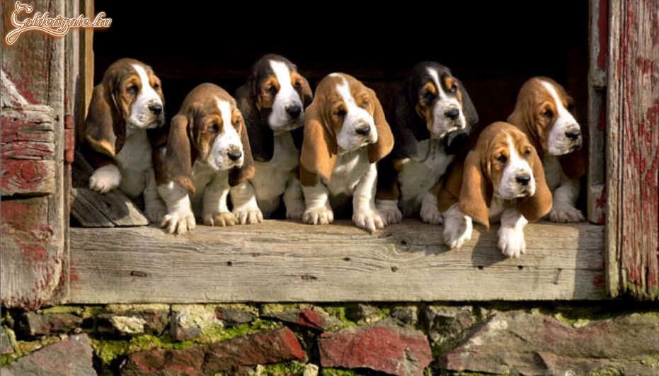 Hófehérke és a 7 kiskutya