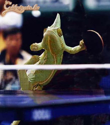 Uj asztali tenisz bajnok...