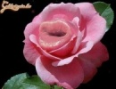 Barátságos rózsa