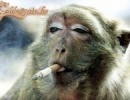 Erös dohányos