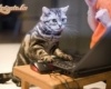macska internetezik
