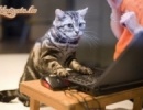 macska internetezik
