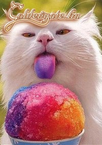 A macska + a színes fagylalt :o)