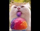 A macska + a színes fagylalt :o)