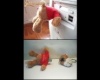 USB Teddy