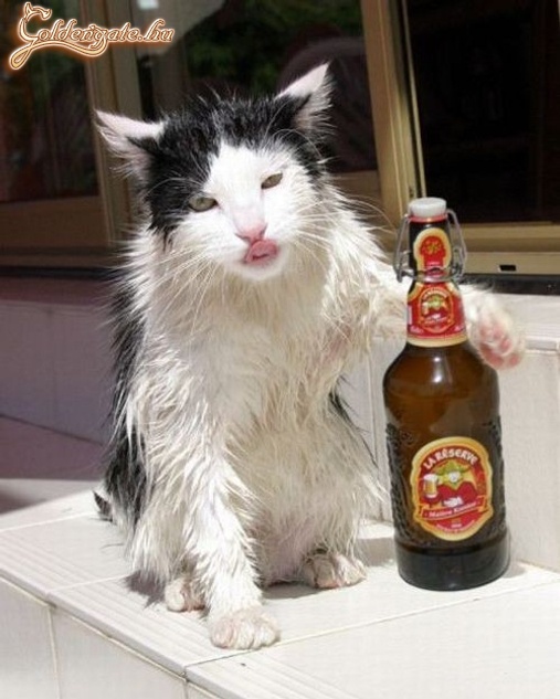 Picit ittas macska