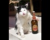 Picit ittas macska