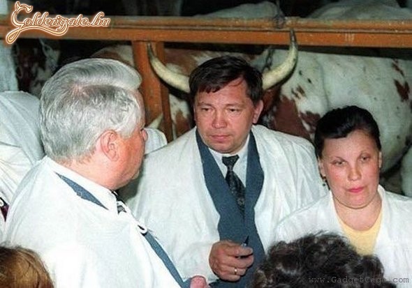 Jelcin elvtárs a tehenészetben