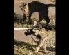 fight