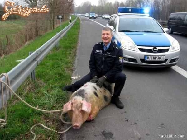 Sikeres üldözes...