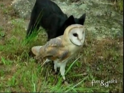 Black Cat & Owl