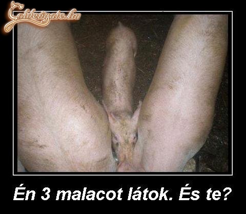 Mit látsz a képen?