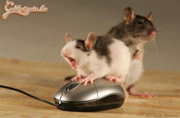 mouse-sex :o)