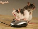 mouse-sex :o)