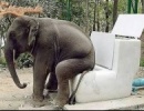 elefánt wc