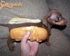 Hotdog