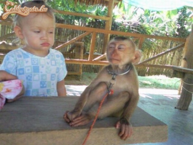 De idegesítő ez a kis majom ahogy utánoz!