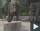 Hogyan kell felmászni az elefántra
