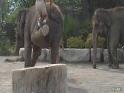 Hogyan kell felmászni az elefántra