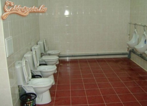 ha társaságra vágysz