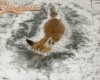 Lefagyott a firefox