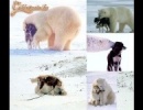 Kutya medve barátság???