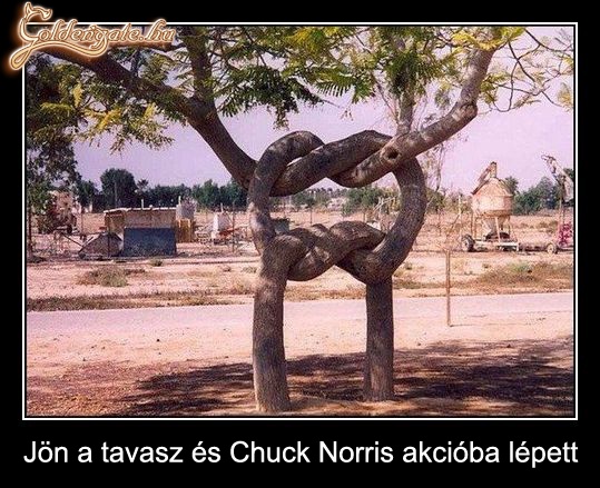 Jön a tavasz és Chuck Norris acióba lépett