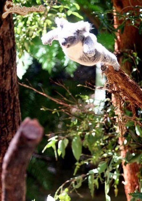 Ritka pillanat: Aktív koala :D