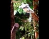 Ritka pillanat: Aktív koala :D