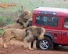 Szafari