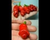 chili 
