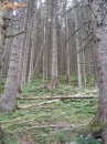 Gombaszedés az erdőben... - 1. kép