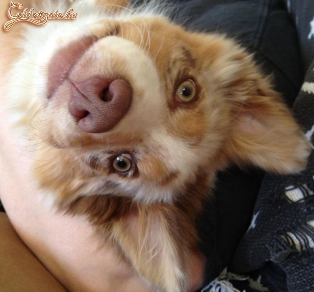 Happy dog!