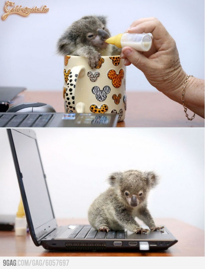 kis koala