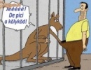 Árulkodó kenguru