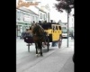 Ló Taxi.