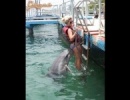 A delfin egy okos állat!