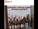 Nem játszanék velük :P