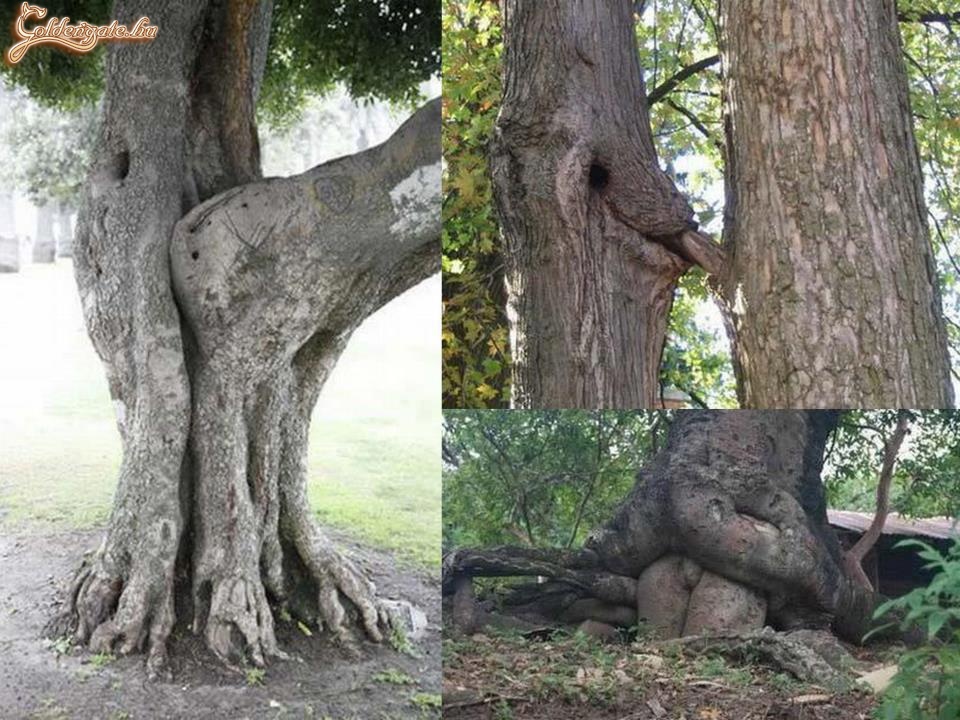 Természet és a kámaszutra