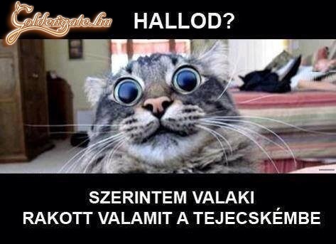 hallod?