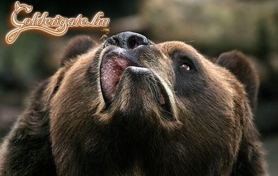 Csikis