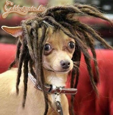 Rasta blöki