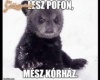 lesz pofon