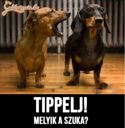 Tippelj