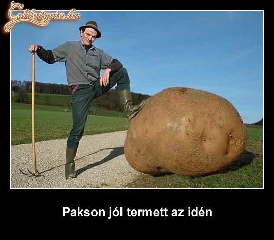 Pakson jól termett