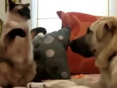 macska vs kutya