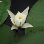 koriander1 4. sorozata - 11. kép