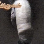 GoldenGate-archív 2596. sorozata - 7. kép