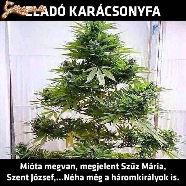 Karácsonyfa