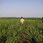 Shameless 10. sorozata - 14. kép